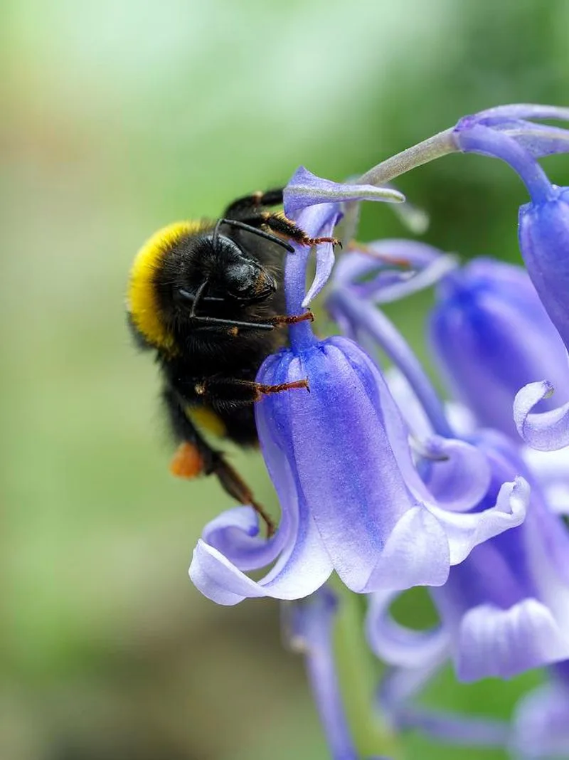 Bluebells
