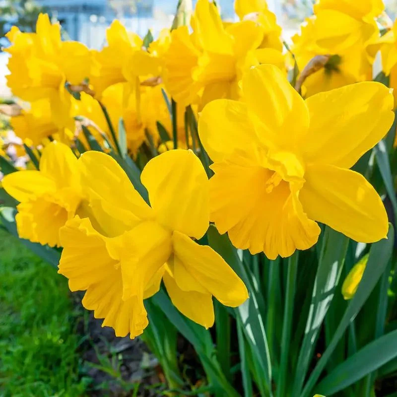 Daffodils