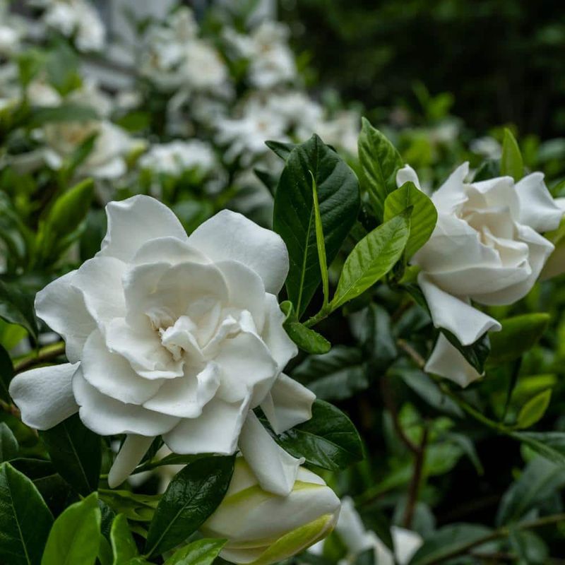 Gardenia