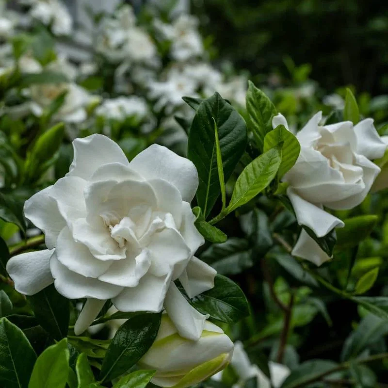 Gardenia