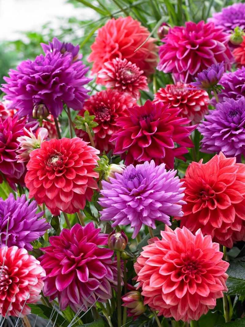 Dahlia