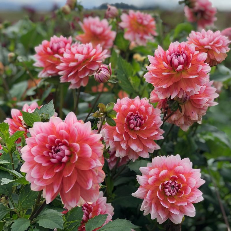 Dahlia