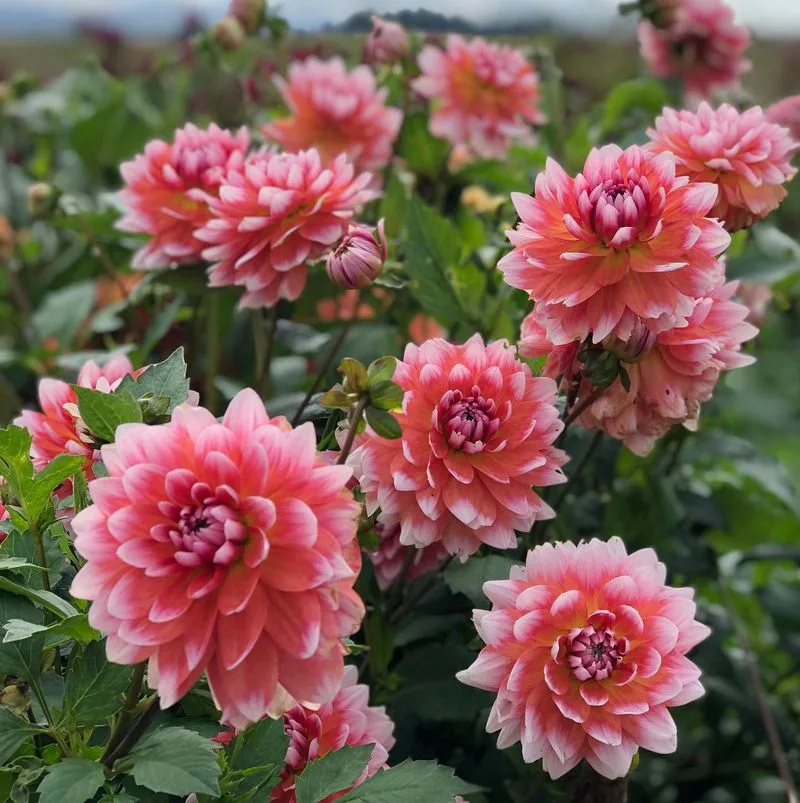 Dahlia