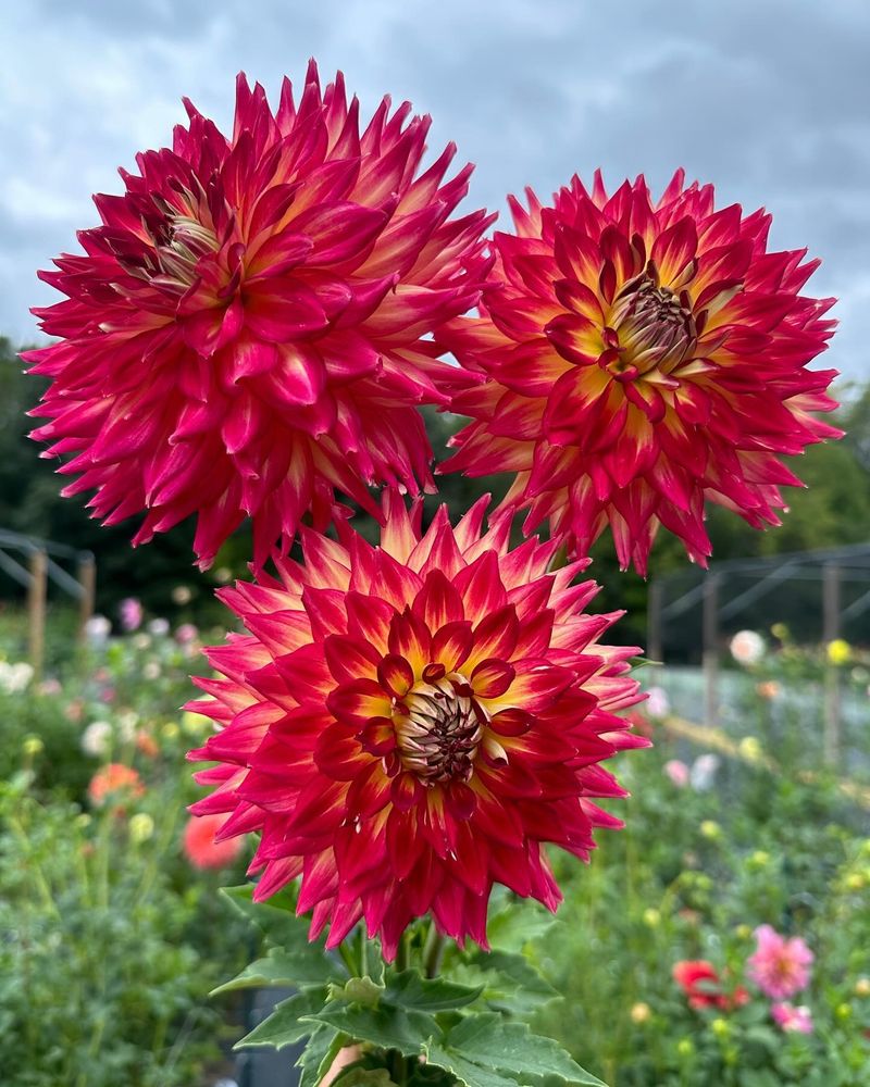 Dahlia