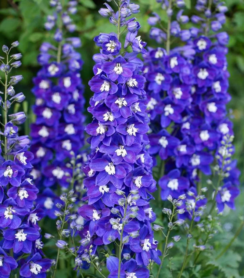 Delphiniums