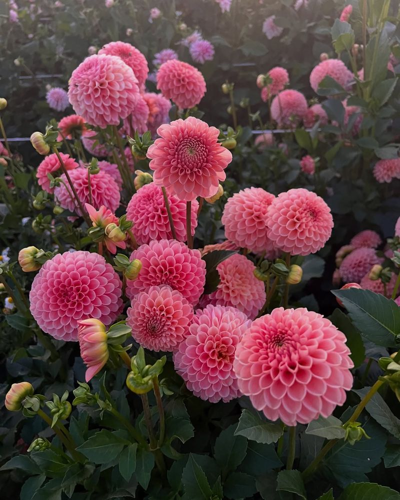 Dahlias