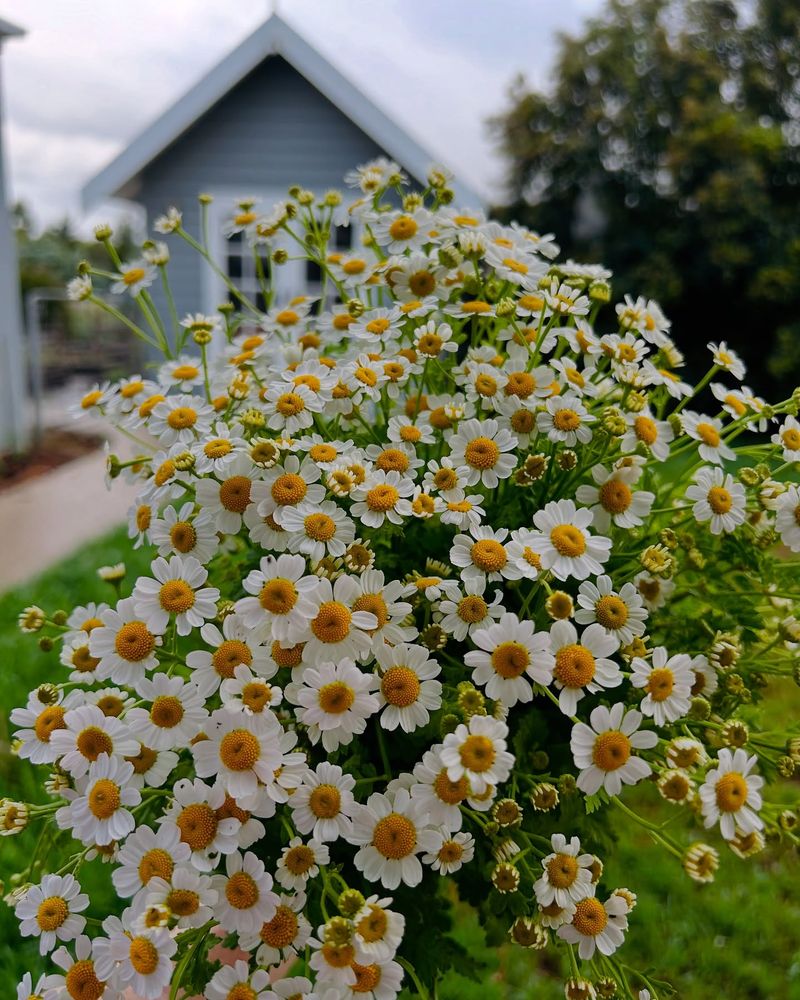 Dainty Daisies