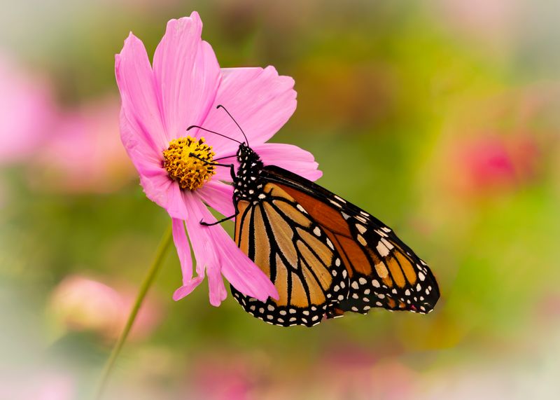 Cosmos