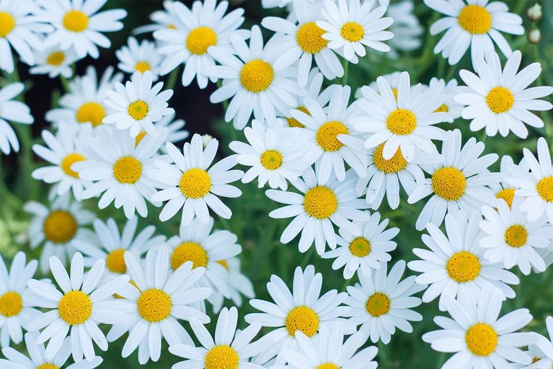 Daisies