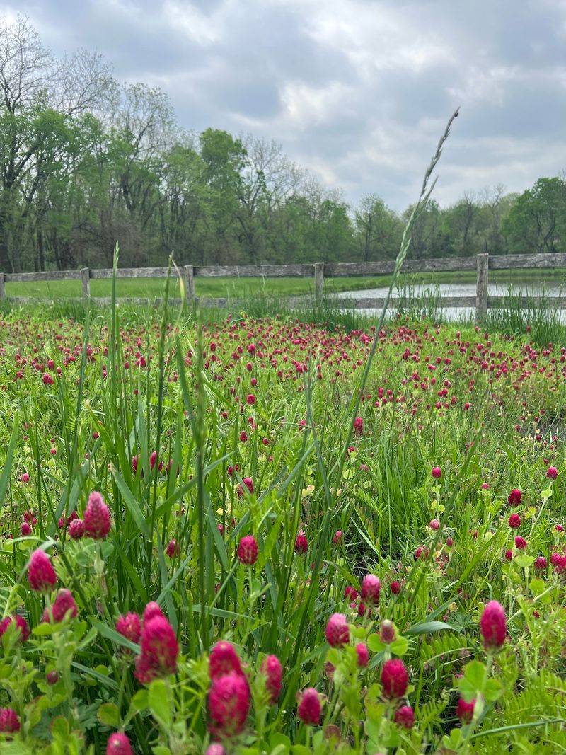 Clover Cover Crop