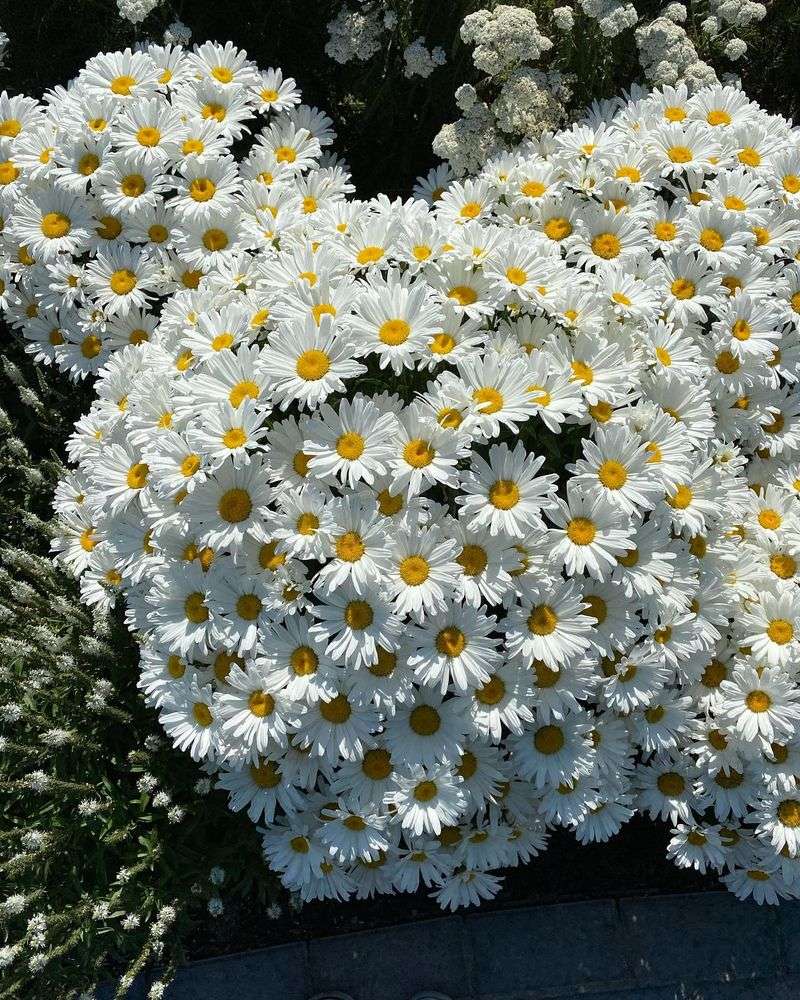 Dancing Daisies