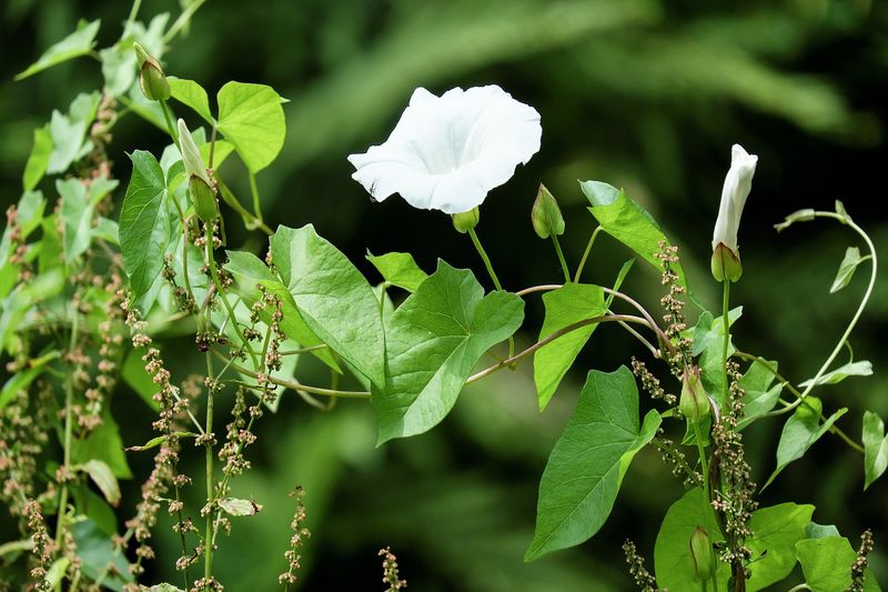 Bindweed