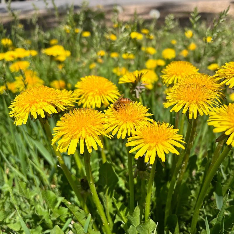 Dandelion