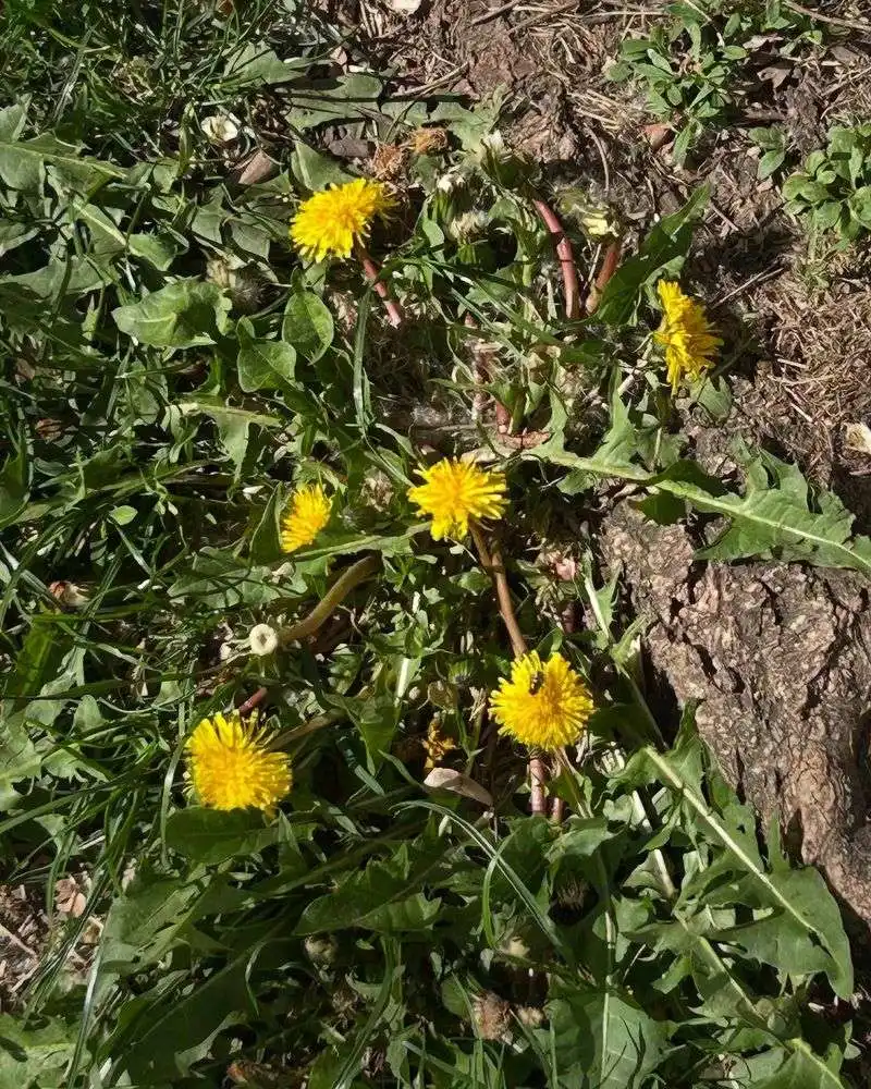 Dandelion