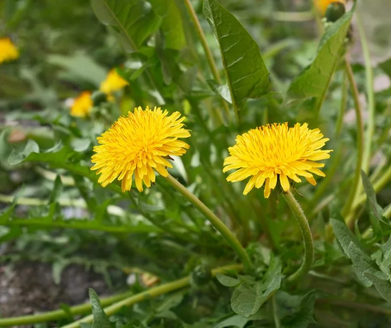 Dandelion