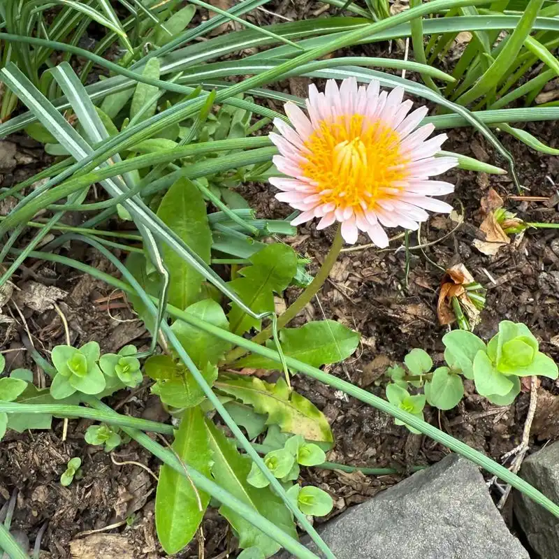 Dandelion Delight