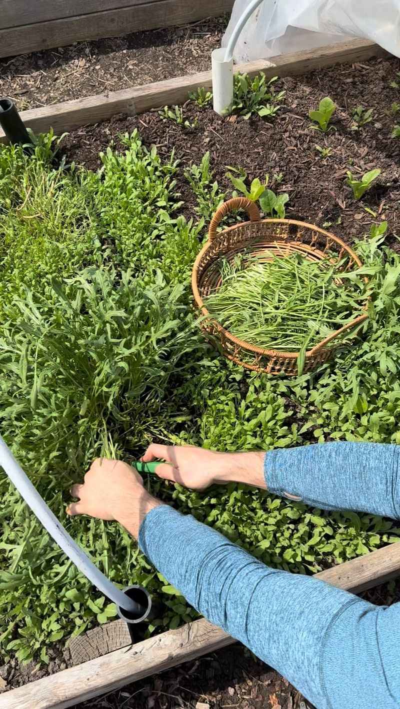 Arugula