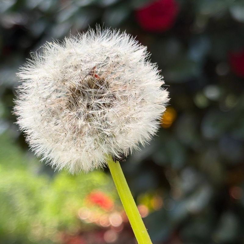 Dandelion