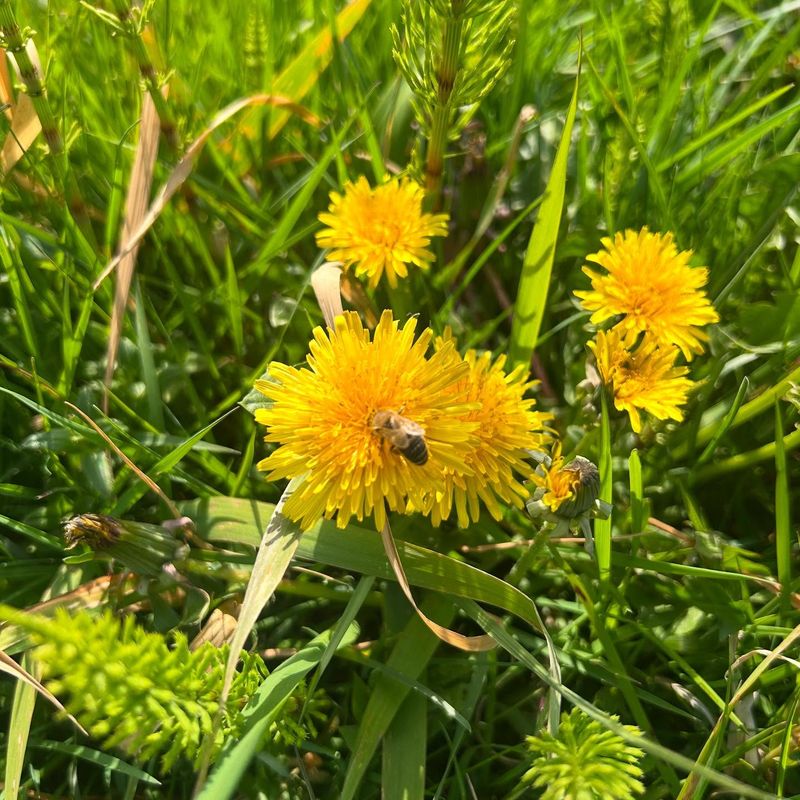 Dandelions
