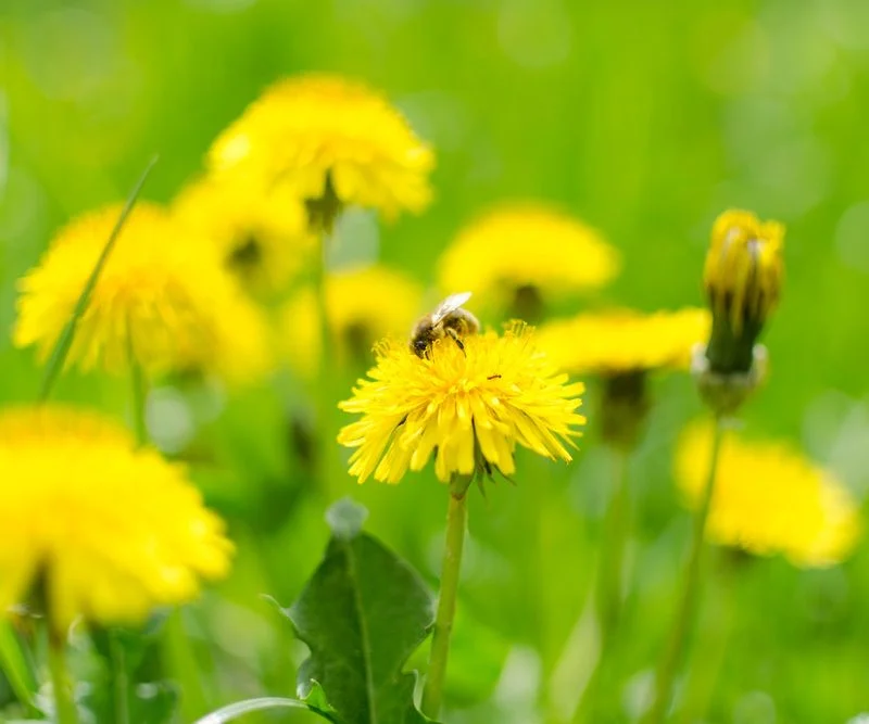 Dandelions' Underrated Charm