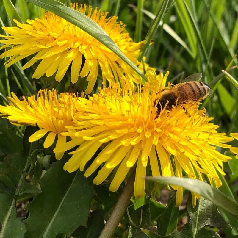 Dandelions