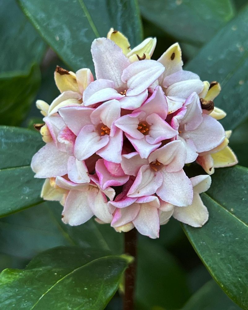 Daphne