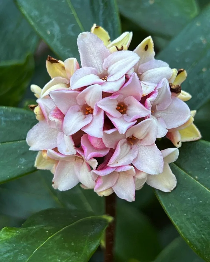 Daphne