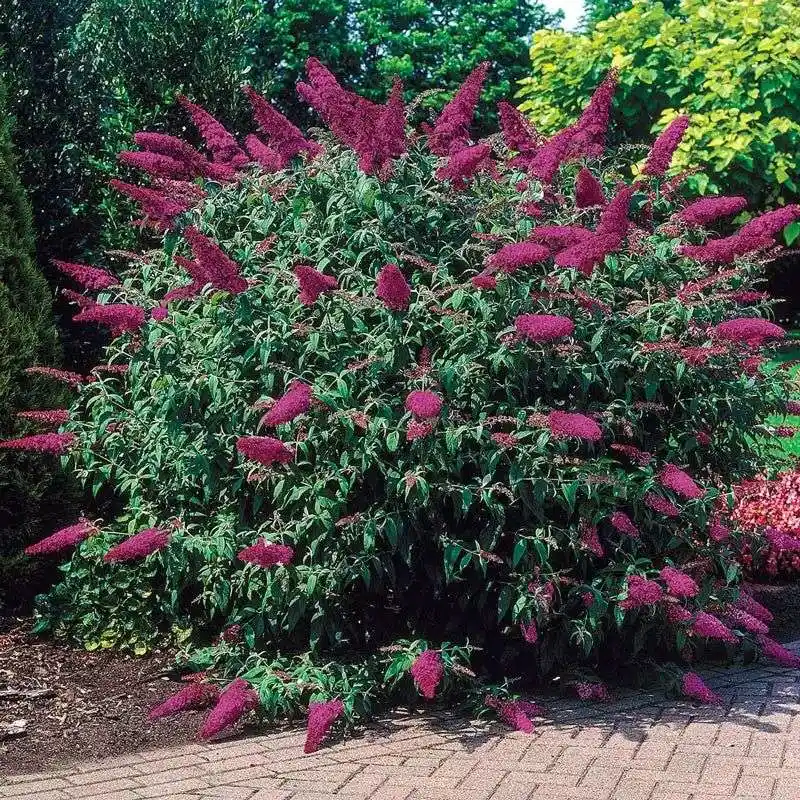 Cherry Glow Butterfly Bush