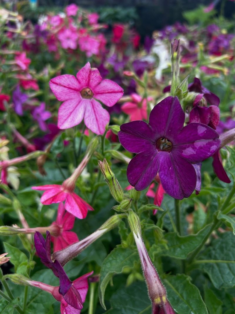 Dawn Delight: Nicotiana