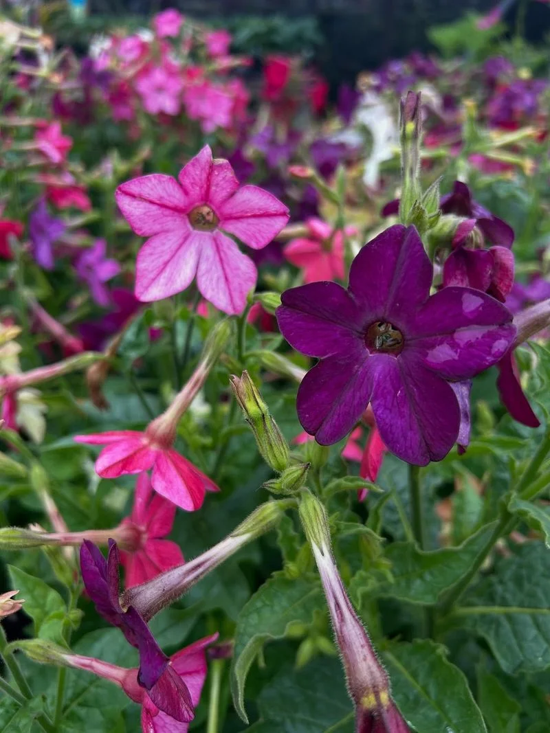 Dawn Delight: Nicotiana