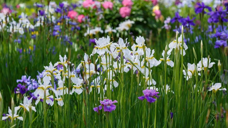 Iris