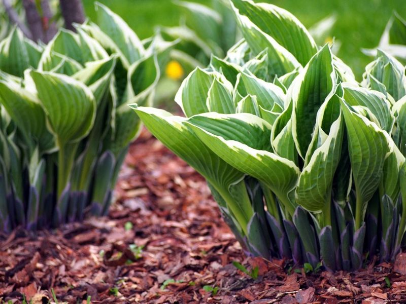 Hostas