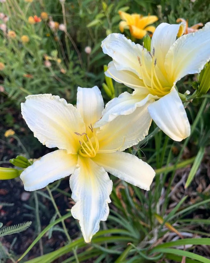 Daylilies