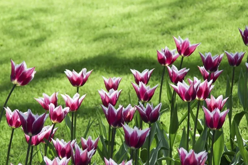 Tulips