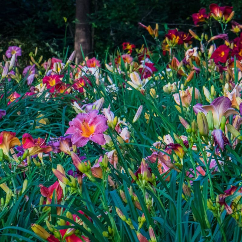 Daylilies