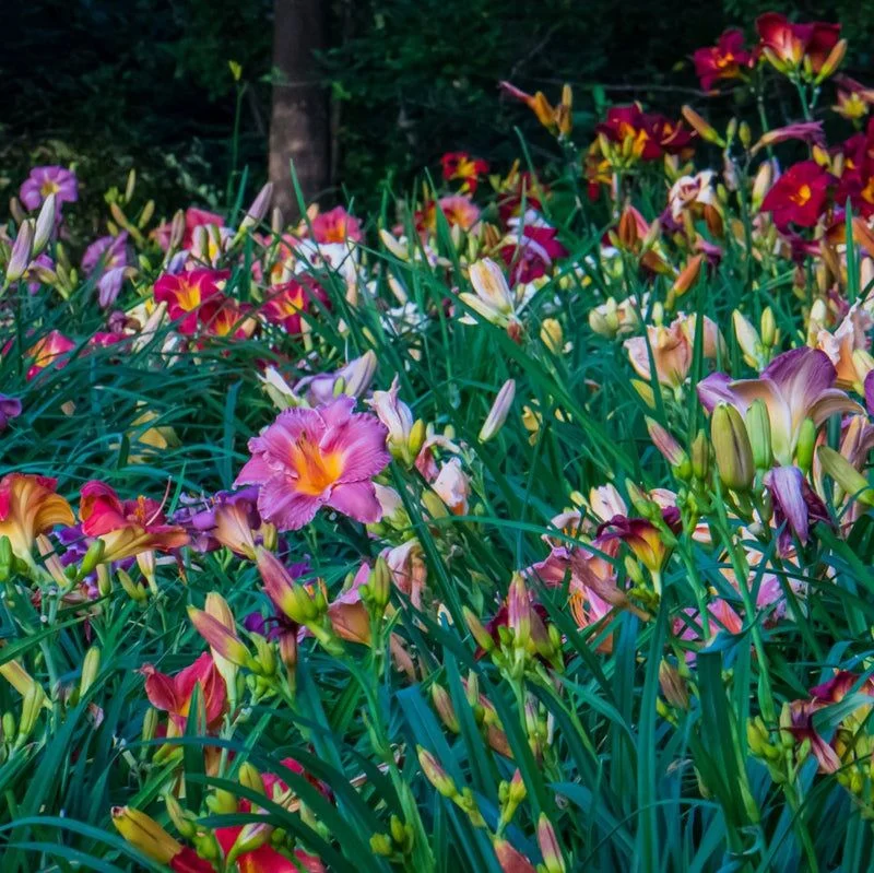 Daylilies