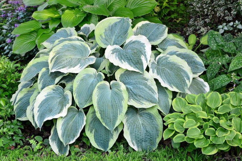 Hostas