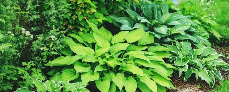 Hosta