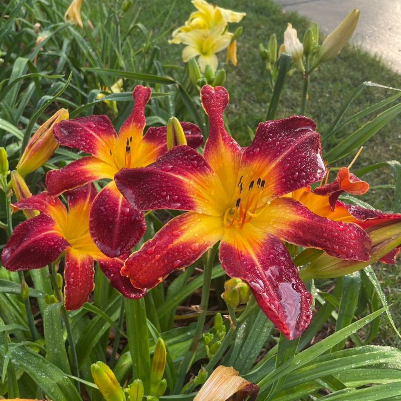 Daylily