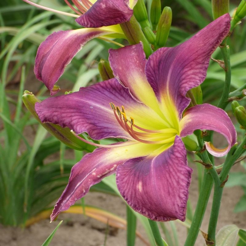 Daylily