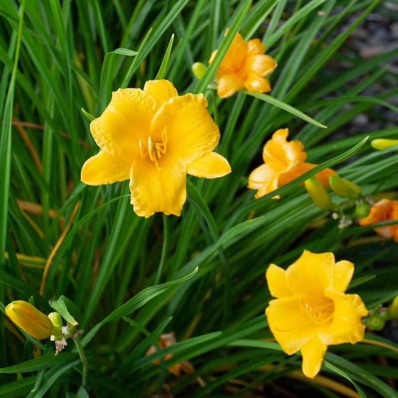 Daylily