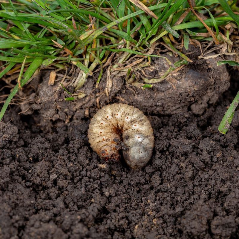 Monitor and Treat Pests