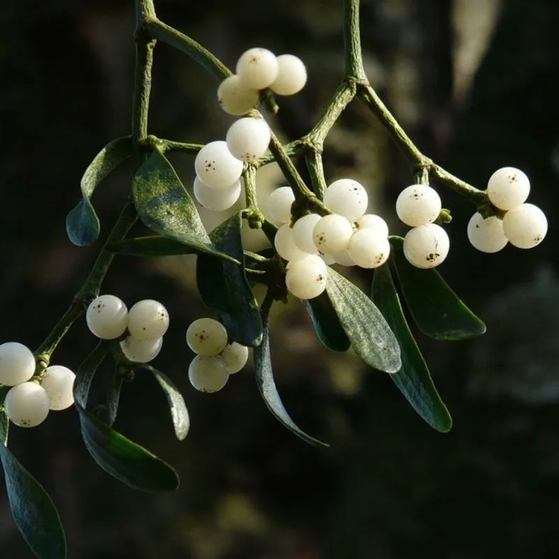 Mistletoe