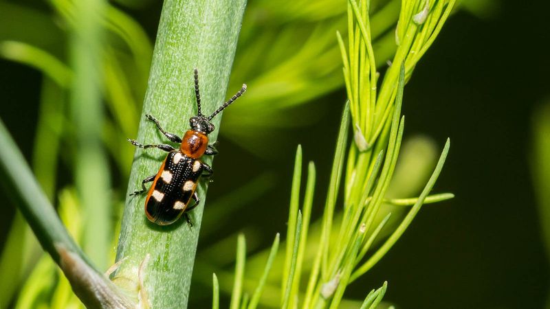 Dealing with Pests and Diseases