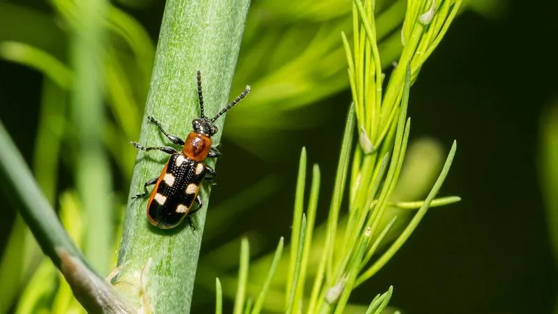 Dealing with Pests and Diseases