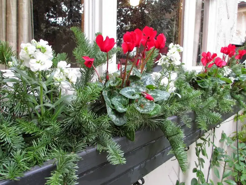 December: Christmas Box