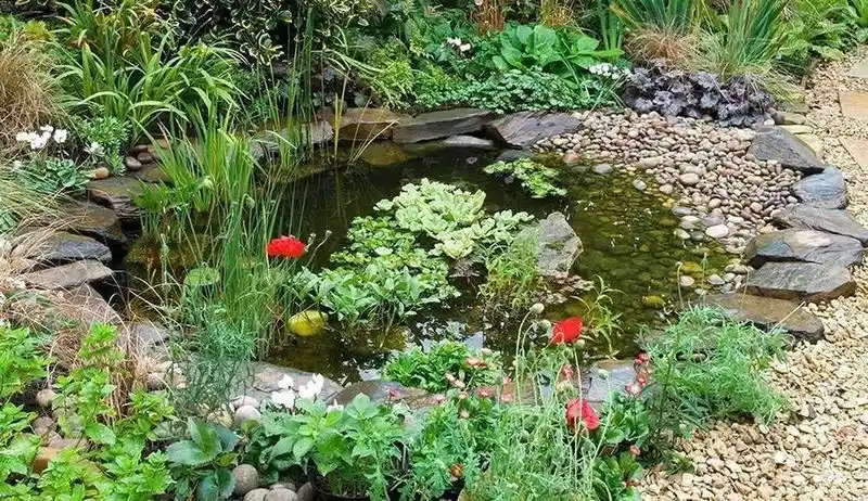 Decide on Pond Size
