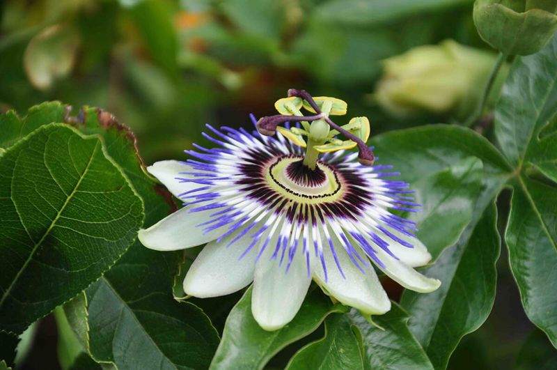 Exotic Plant Varieties
