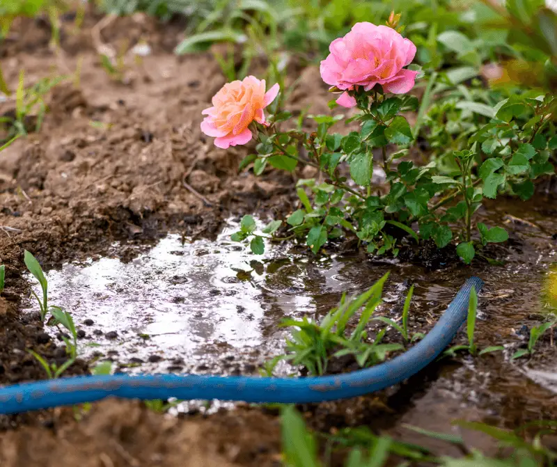 Deep Watering Techniques