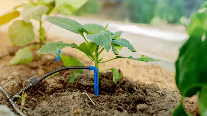 Deep Watering